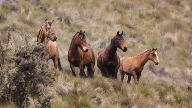 Ученые выяснили, что у одичавших лошадей есть признаки многоуровневой социальной структуры 