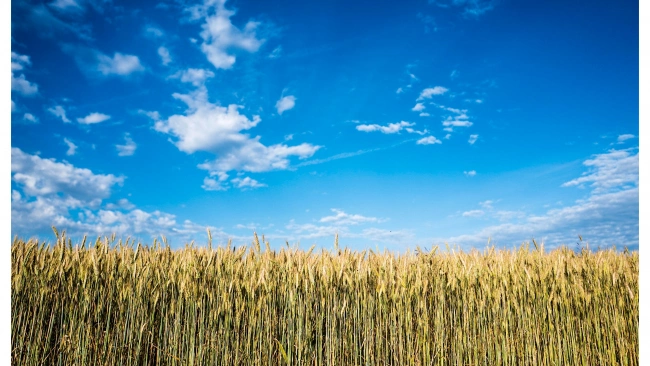 Экспорт пшеницы в будущем сезоне может вновь побить рекорд