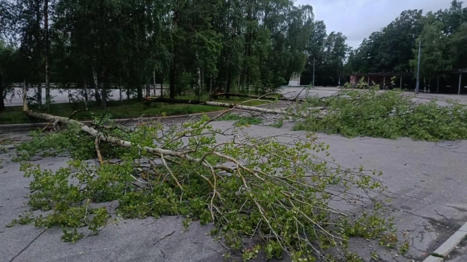 В Петербурге за неделю из-за непогоды повалило 600 деревьев