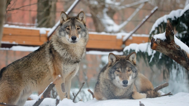 Волки Мрак и Сумрак радуются зиме в Ленинградском зоопарке