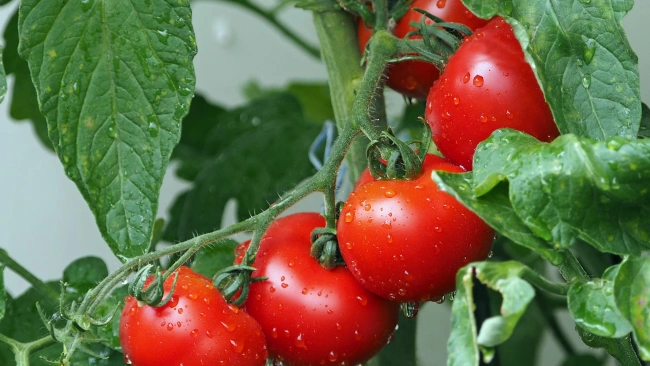 Россельхознадзор снял ограничения на импорт помидоров и перцев из 2 провинций Турции