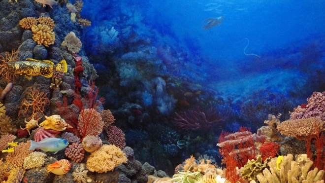 Исследование показало, что наука ничего не знает примерно о 60% обитателей морского дна  