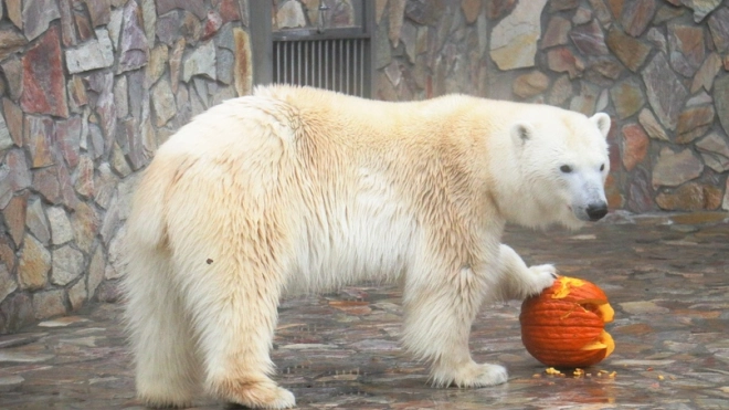 Ленинградский зоопарк закрывается с 30 октября по 7 ноября