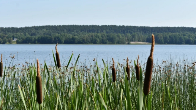В Петербурге назвали пять самых грязных озер 