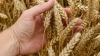 Экспорт российского зерна продолжает расти
