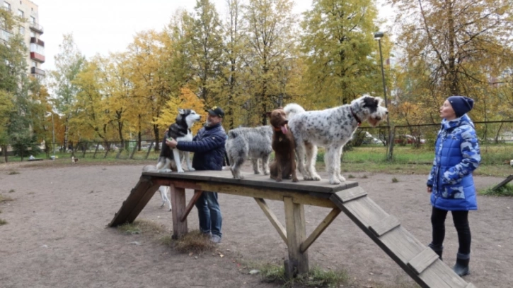 Более 12 лет жители Выборгского района ждут благоустройства площадки для выгула собак