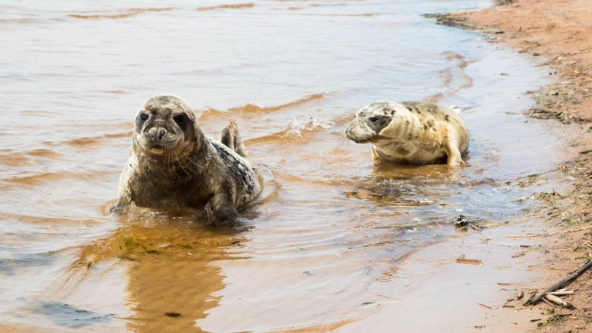 В Финском заливе за 3 дня заметили до 500 серых тюленей