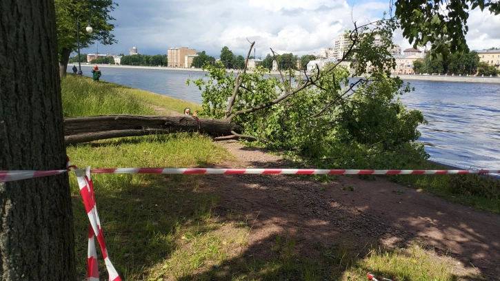 Парки и скверы Петербурга закрыли из-за сильного ветра 