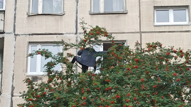 Жители Красногвардейского района уговаривали мужчину слезть с рябины