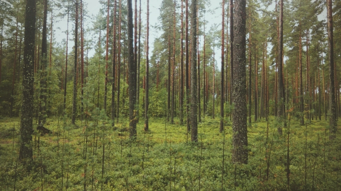 Ленобласть вошла в топ-3 регионов РФ по доходам от лесного хозяйства