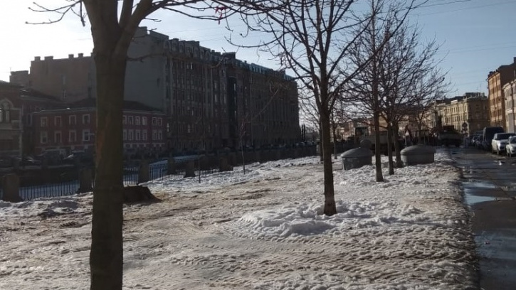 На улице Римского-Корсакова высадят каштановую аллею На улице Римского-Корсакова высадят каштановую аллею