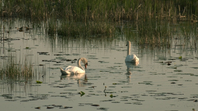 У Кронштадтской дамбы лебеди-шипуны ожидают появления потомства