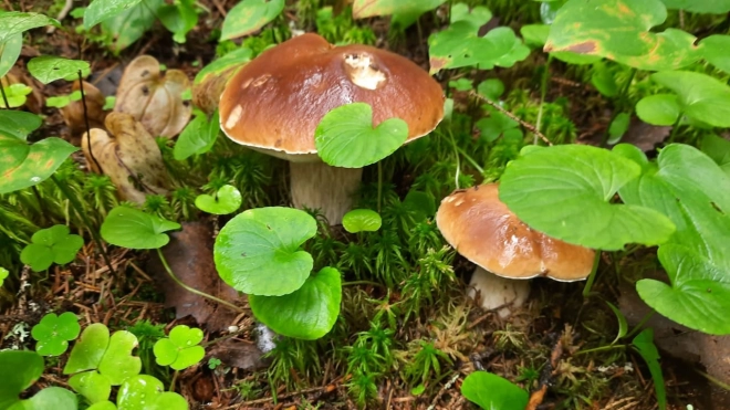 Жители Ленобласти и Петербурга открыли грибной сезон