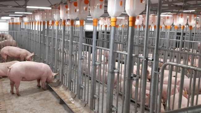 В Ленобласти временно прекратились поставки свиноводческой продукции из Псковской области
