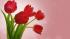 Тепличные хозяйства Ленобласти отправили ритейлерам к 8 марта 1,5 млн тюльпанов