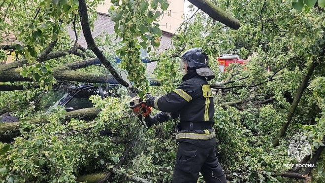 Упавшее на проспекте Юрия Гагарина дерево убило жительницу Петербурга