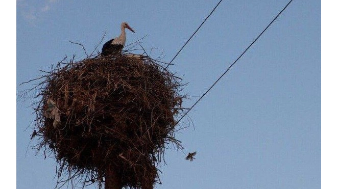 Опоры ЛЭП в Ленобласти защитили от птиц и их гнезд 