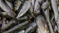 В России прогнозируют подорожание рыбной продукции 
