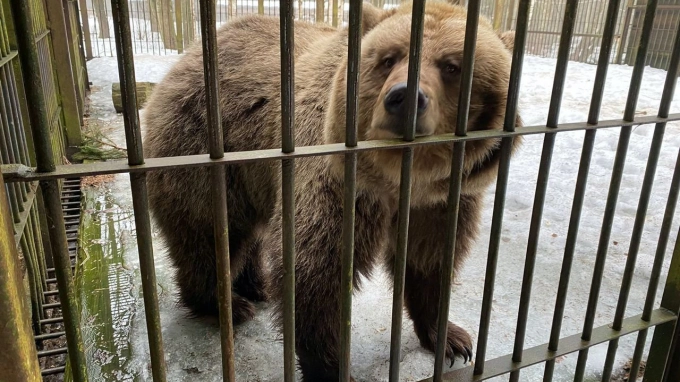 Росприроднадзор Ленобласти проверил содержание медведей в центре 