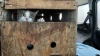 Ветврачи Ленобласти спасли 20 кошек от проживания ...