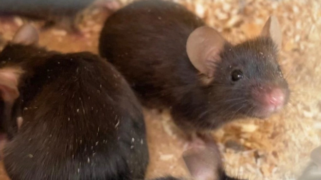 Более сотни лабораторных мышей и крыс проверили в Пулково