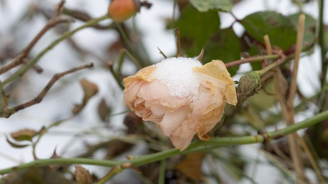 Зимние розы распустились в Приморском районе Петербурга
