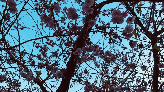Цветение сакуры в Петербурге встречают еще в 16 садах и парках