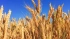 Цены на пшеницу в РФ обновили максимум за последние 9 лет