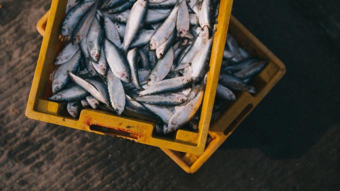 Массовую гибель рыбы в Финском заливе обсудили на совещании в администрации Выборгского района