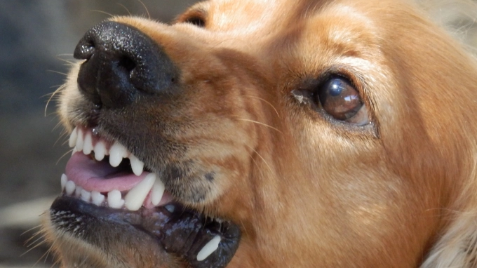 Нападение собак на пенсионерку на Школьной улице стало уголовным делом