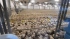 В Ленобласти производство мяса птицы увеличится на 19 тысяч тонн после расширения фабрики "Северная"