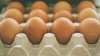 ФАС РФ устроит проверку образования цен на куриные яйца