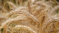 "Агроэкспорт": в январе 2022 года экспорт зерновых культур из России снизился на 48%