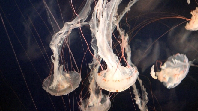 Ученые нашли ранее неизвестную красную медузу 