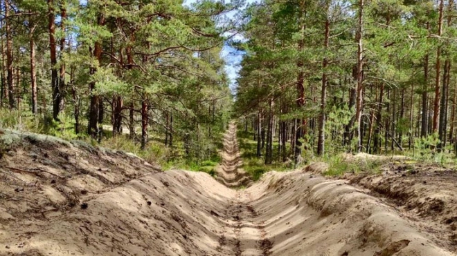 В Ленобласти в этом году высадили почти 7 тысяч гектаров леса