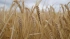 Цены на пшеницу на рынке РФ продолжили быстрый рост