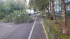 В Петербурге упало более 60 деревьев 