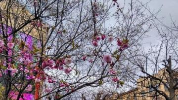 У библиотеки им. Лермонтова на Литейном зацвела сакура