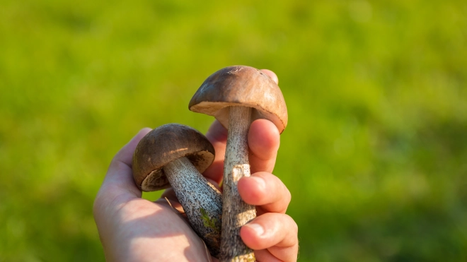 В лесах Ленобласти открылся сезон грибов 