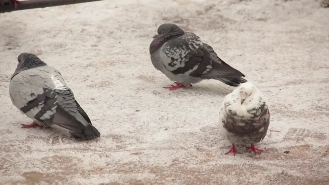 Петербуржцам рассказали, почему не стоит кормить голубей