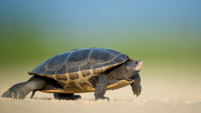 Росприроднадзор пресек продажу красноухих черепах в Девяткино
