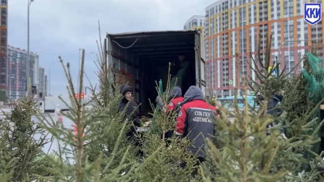 Рейды по пресечению торговли на незаконных елочных базарах прошли в девяти районах Петербурга