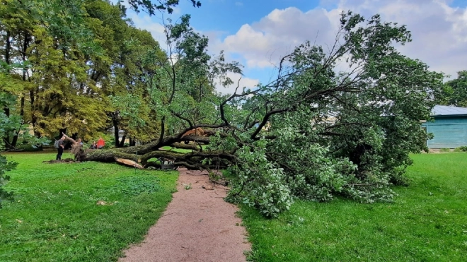 В Ботаническом саду Петра Великого упал 160-летний дуб