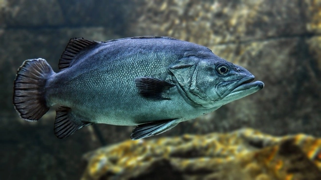 Ученые выяснили, что у рыб может возникать наркозависимость 