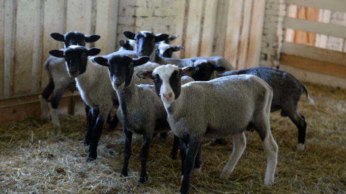 Свиноводам-фермерам Ленобласти предлагают перейти на альтернативный вид животноводства
