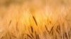 Индия ввела запрет на экспорт пшеницы: мнение экспертов