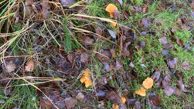 В Ленобласти в ноябре заметили грибы