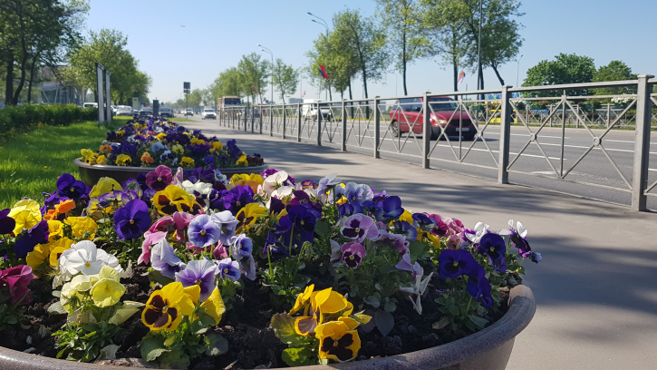 Петербург украсили цветами ко Дню города и ПМЭФ Петербург украсили цветами ко Дню города и ПМЭФ