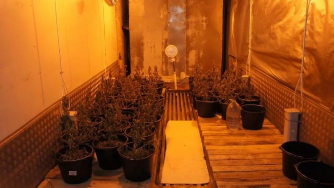 ФСБ накрыла банду, торговавшую марихуаной в Петербурге и Ленобласти