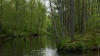 За год арендаторы лесов в Ленобласти заплатили в бюджет ...